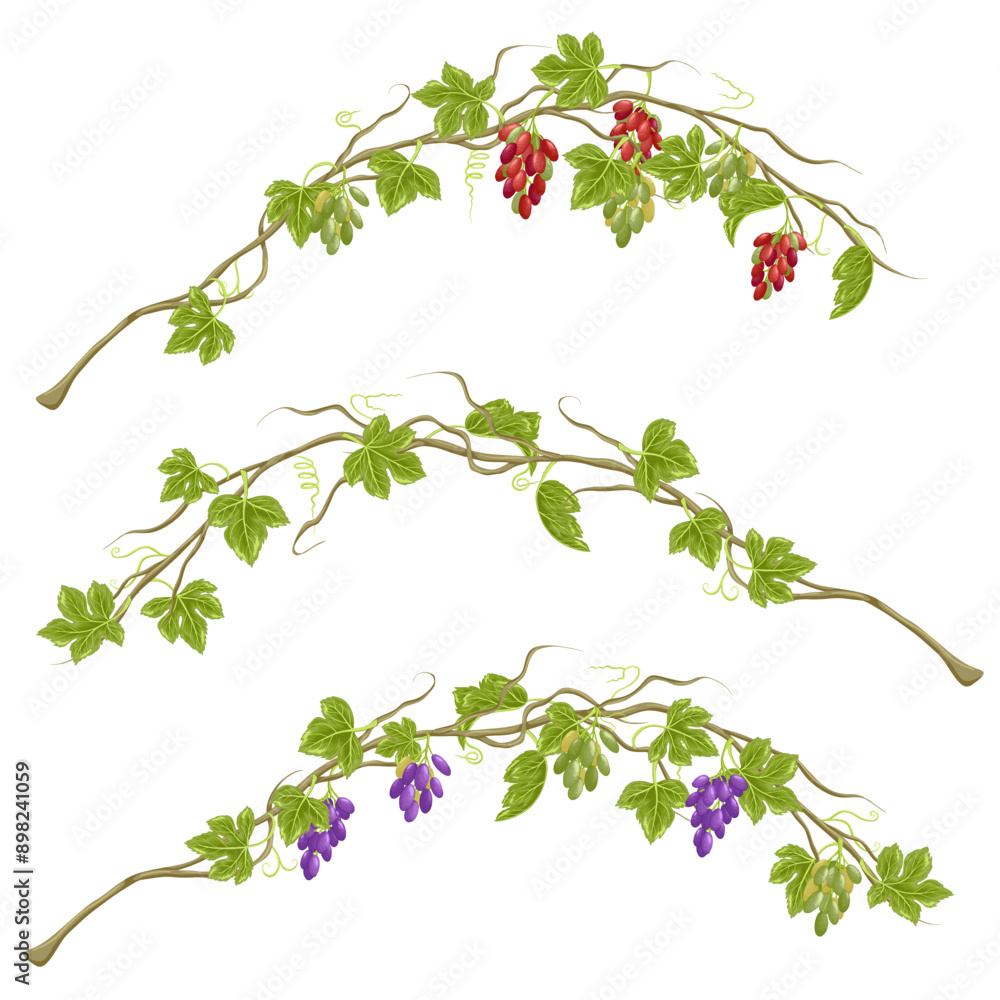 Fototapeta premium Grapevine with ripe grapes and leaves. Cartoon set of purple, red, green grape twig. Bunch of vineyard berries. Vector set of food grape, fruit and leaf illustration. Isolated on white background.