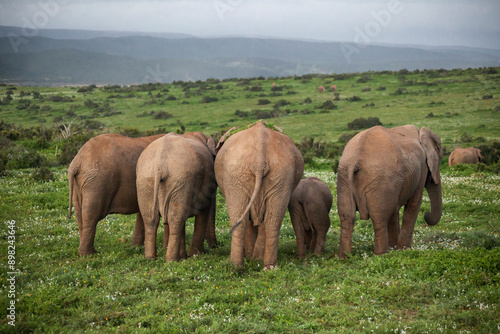 Photography Family of elephants from behind