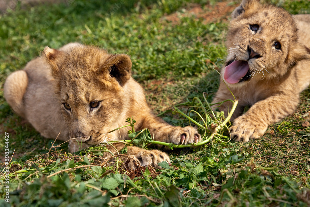 Two lion cubs playing with grass