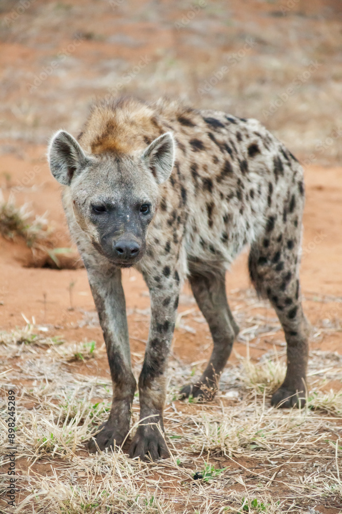 Spotted hyena, Kruger National Park, South Africa Spotted hyena, Kruger National Park, South Africa
