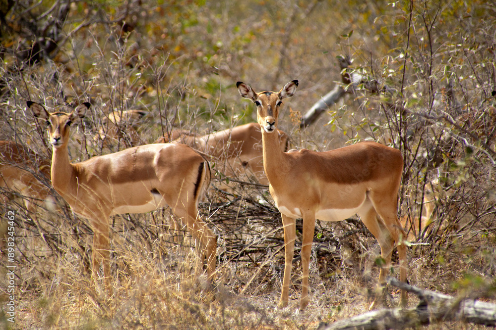 Two female impalas staring at the camera in the savannah, Kruger National Park, South Africa Two female impalas staring at the camera in the savannah, Kruger National Park, South Africa