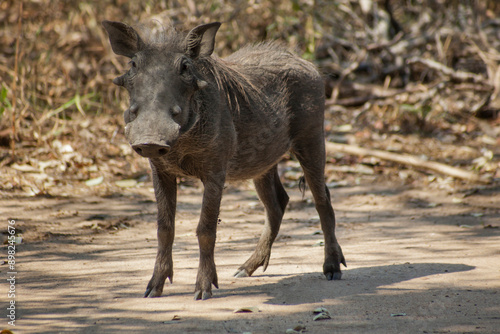 Common warthog on the savannah, Kruger National Park, South Africa