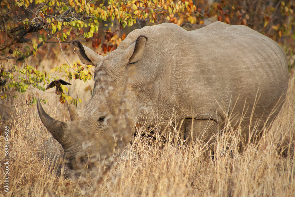 White rhinoceros with a red-billed oxpecker flying over his horns, Kruger National Park, South Africa White rhinoceros with a red-billed oxpecker flying over his horns, Kruger National Park, South Africa