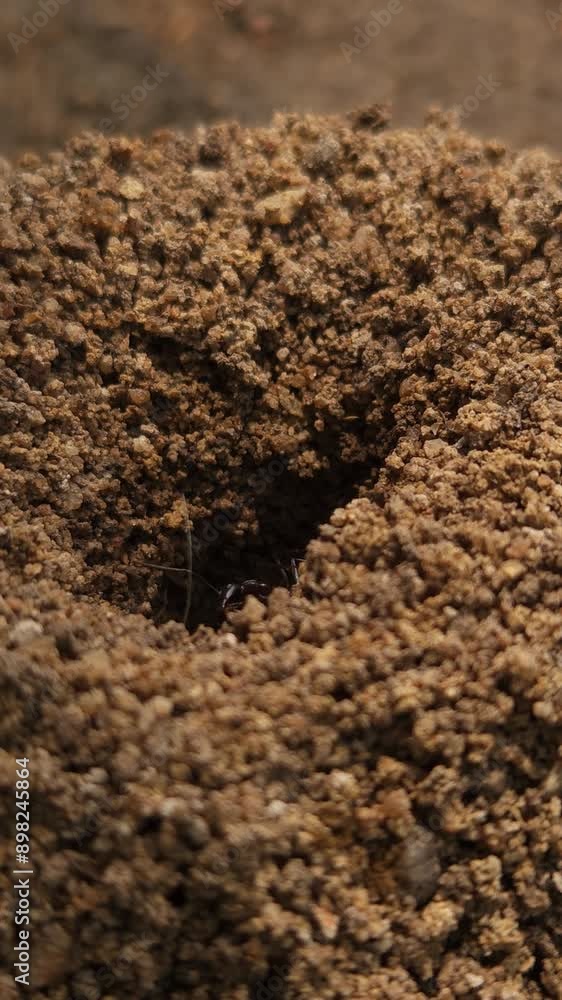 View Of Anthill With Indian Black Ants Working On Ground Nest, Insect Animal Wildlife View Of Anthill With Indian Black Ants Working On Ground Nest, Insect Animal Wildlife