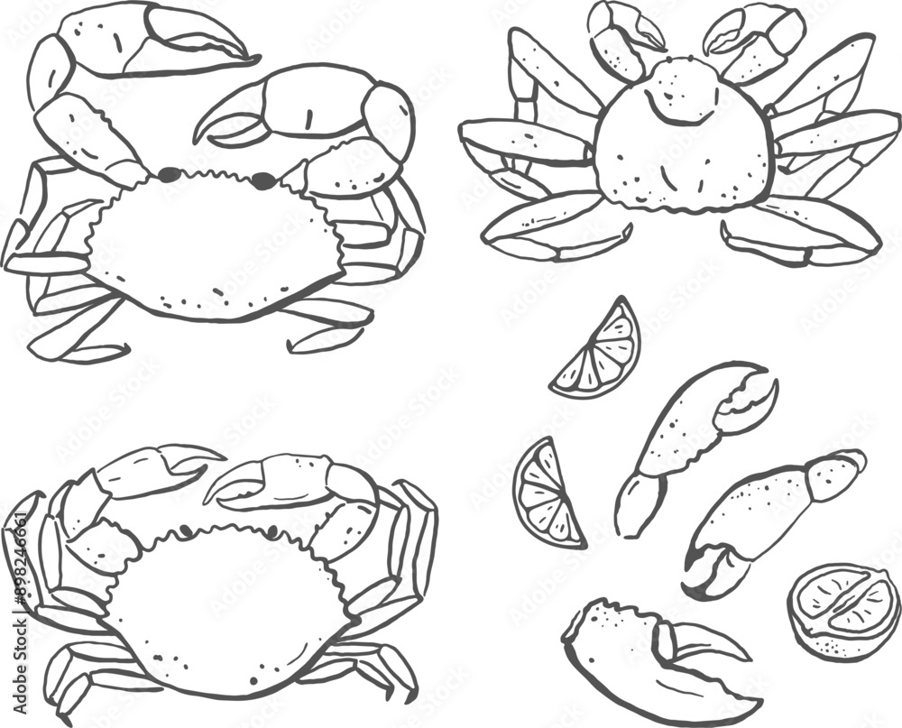 Hand drawn various crab set Hand drawn various crab set