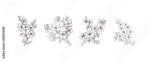 Line Art Cherry Blossom Branches. Vector illustration design.