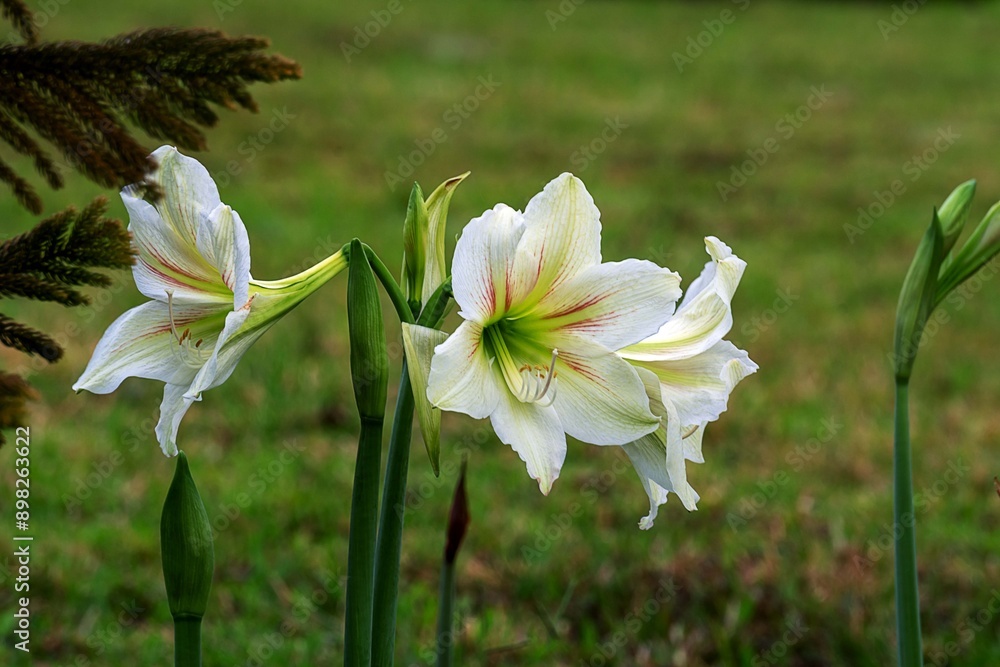 Obraz premium flowers in the garden