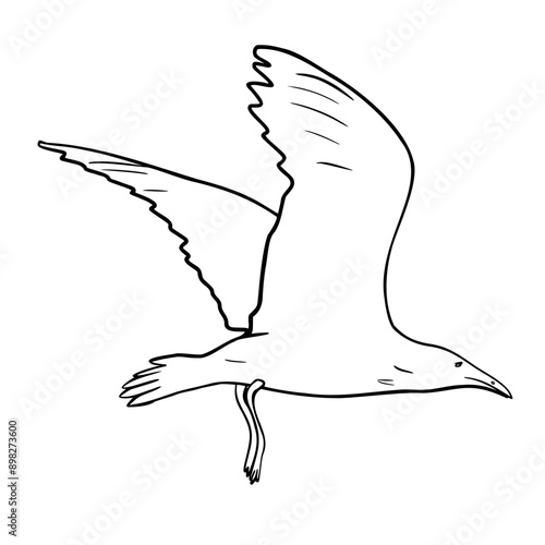 Flying seagull black and white vector illustration isolated. Single sea bird hand drawn ink silhouette. Simple bird contour. Herring gull in line art. Flight Marine bird in outline