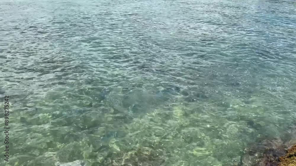魚の餌付け 魚の餌付け