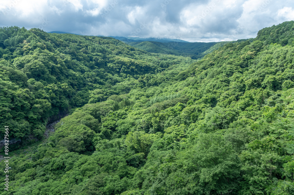 Fototapeta premium 八ヶ岳高原大橋から望む北杜市の原生林