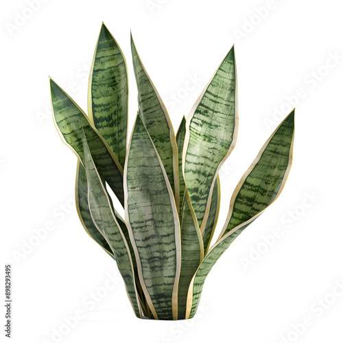 Snake Plant Sansevieria Trifasciata isolated on transparent background photo