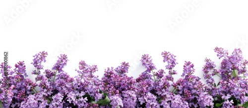 A border of blooming lilac flowers set against a white background ideal for copy space image