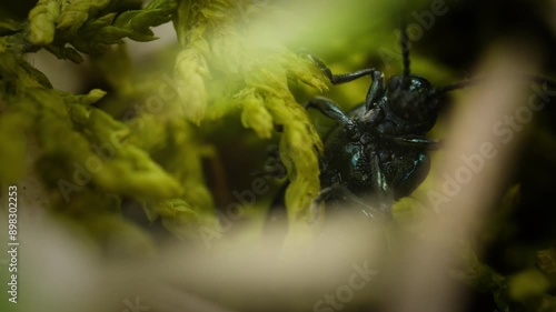 Alder Leaf beetle, 
Agelastica alni, stops and looks at camera. Macro of tiny bug in nature photo