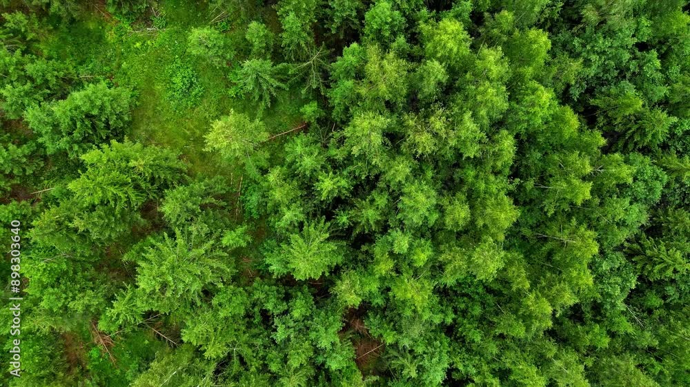 Green vibrant forest with pine trees, aerial top down view Green vibrant forest with pine trees, aerial top down view