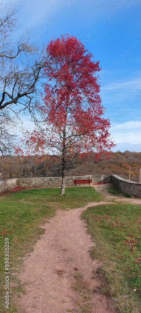 Naklejka premium tree in autumn