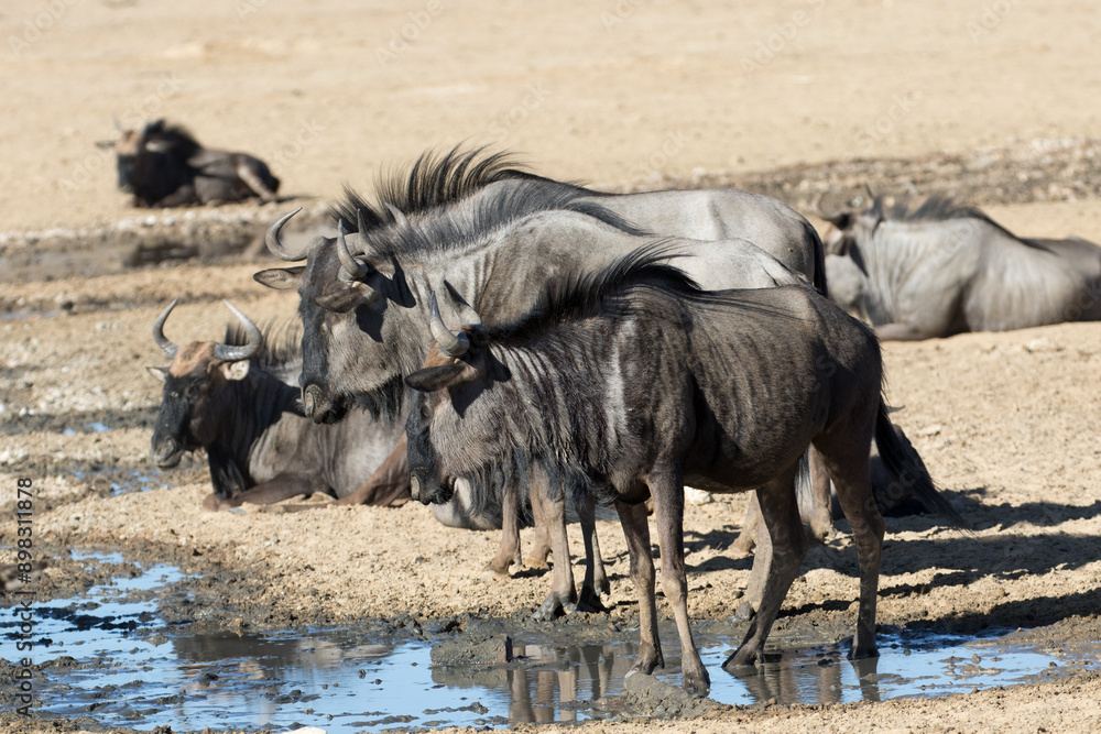 Fototapeta premium Wildebeest (Connochaetes taurinus) at a waterhole in the Kgalagadi Park in the Kalahari, South Africa