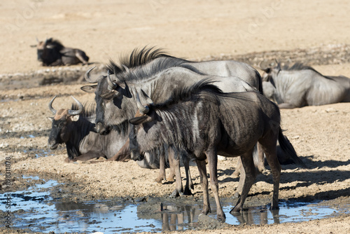 Wildebeest (Connochaetes taurinus)  at a waterhole in the Kgalagadi Park in the Kalahari, South Africa photo