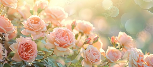 Obraz na płótnie Collage of roses blooming in summer with a soft pastel tone selective focus perfect for adding text or graphics against a blank background in an image. Creative banner. Copyspace image w salonie