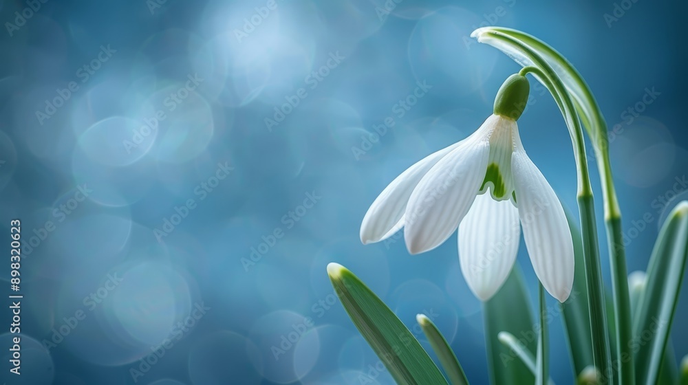 A few white blooms atop a verdant plant, abundant with countless green leaves A few white blooms atop a verdant plant, abundant with countless green leaves