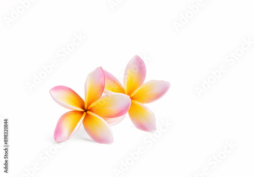 pink plumeria, pink colorful plumeria groups, Frangipani flower isolated on white background with clipping path.