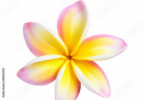 pink plumeria, pink Frangipani flower isolated on white background with clipping path.
