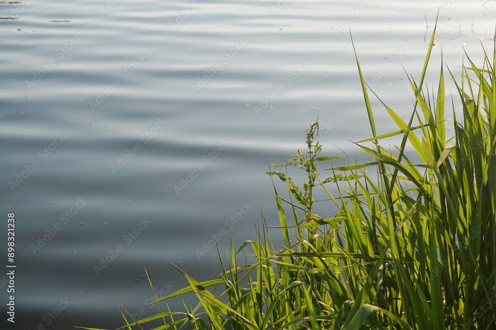 beautiful river and grass. Beautiful calm nature landscape with river or lake beautiful river and grass. Beautiful calm nature landscape with river or lake