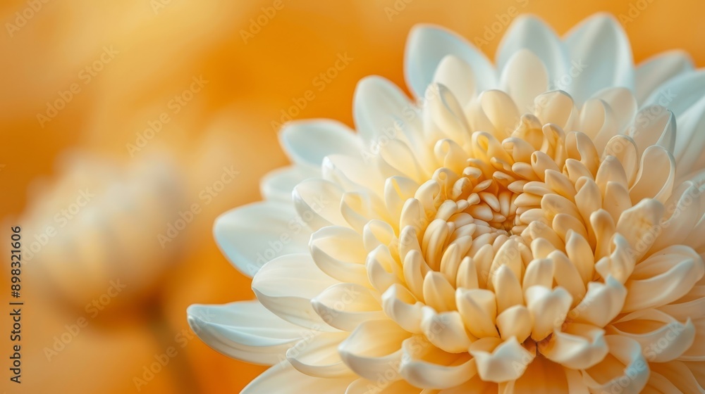 A white flower, focused closely, against a backdrop of yellow and orange The center of the flower is softly blurred A white flower, focused closely, against a backdrop of yellow and orange The center of the flower is softly blurred