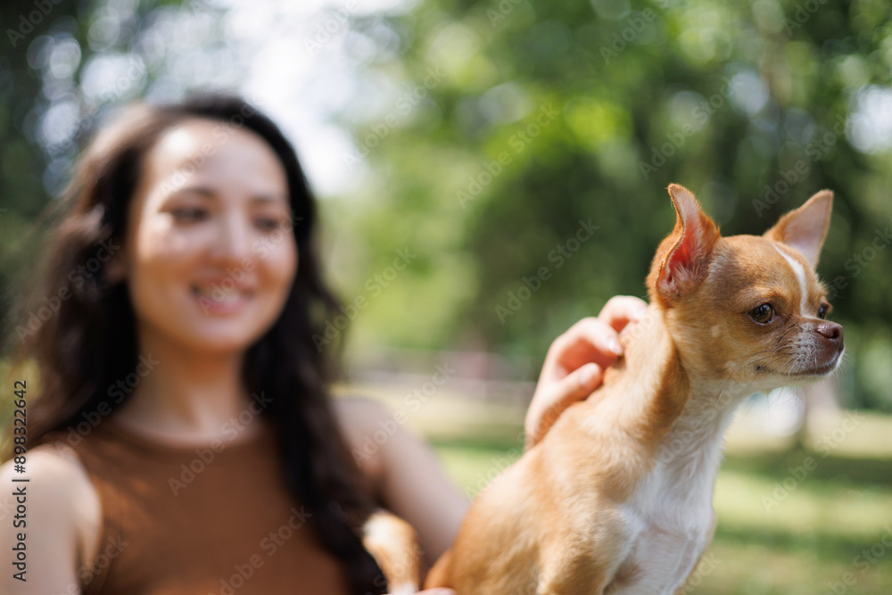 Blurred pet owner petting Chihuahua dog in park Blurred pet owner petting Chihuahua dog in park