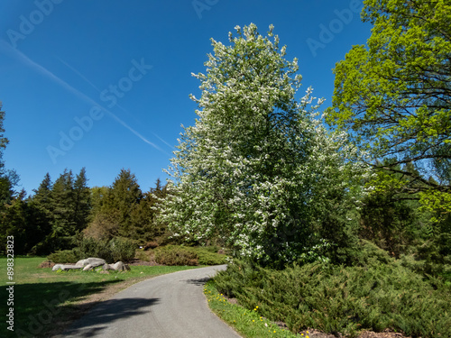 Bird cherry, hackberry, hagberry or Mayday tree (Prunus padus) in full bloom growing in a park in spring photo