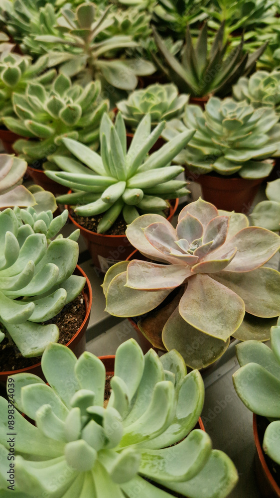Collection of Echeveria in pots, side view. Selling Echeveria in a store. Green succulents. Indoor plants in a pot. Home gardening Collection of Echeveria in pots, side view. Selling Echeveria in a store. Green succulents. Indoor plants in a pot. Home gardening