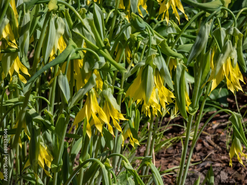 The perfoliate bellwort (Uvularia perfoliata) growing in the garden and producing pale yellow flowers with long tepals photo