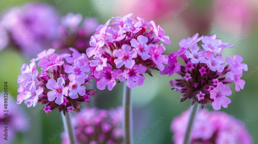 Obraz premium A close-up of numerous flowers with blurred foreground of similar blooms