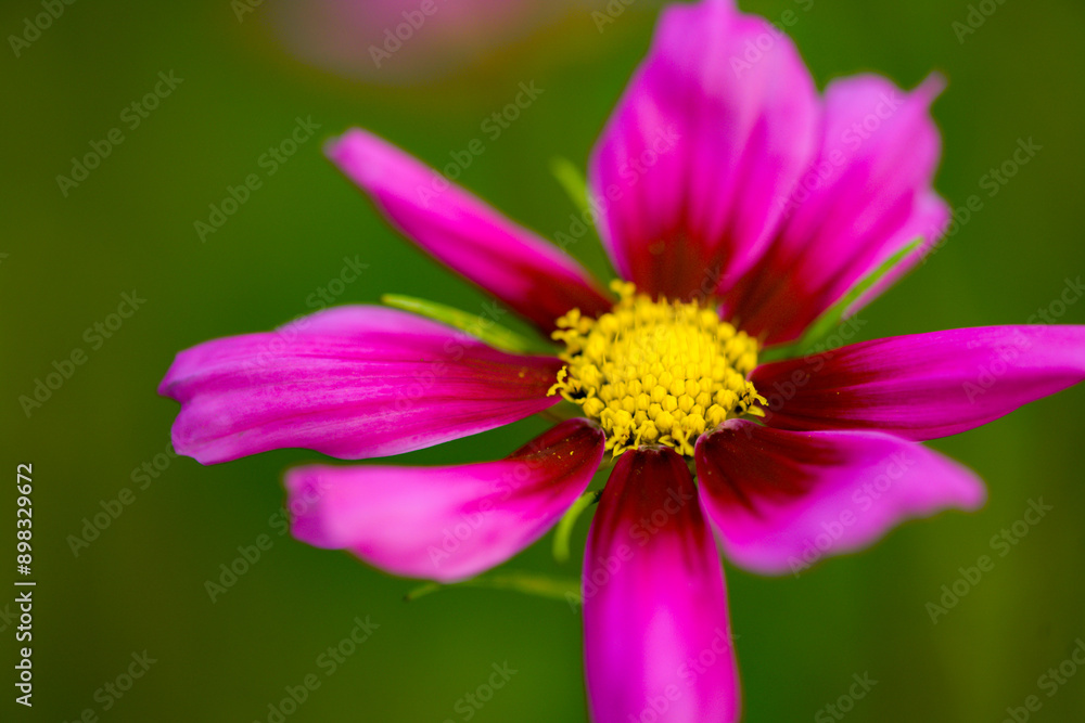 In summer, colorful Gesang flowers bloom In summer, colorful Gesang flowers bloom