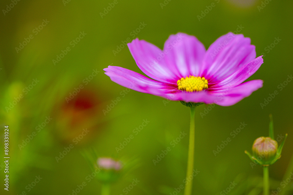 In summer, colorful Gesang flowers bloom In summer, colorful Gesang flowers bloom