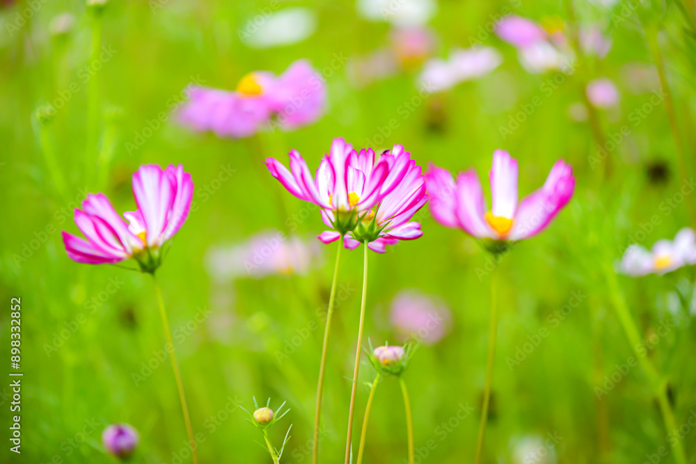 Fototapeta premium In summer, colorful Gesang flowers bloom
