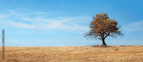 Deciduous tree in a dry field with brown grass under a blue sky providing a serene backdrop for copy space image photo