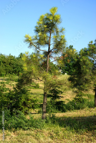 Miserable, wasted view of pine tree