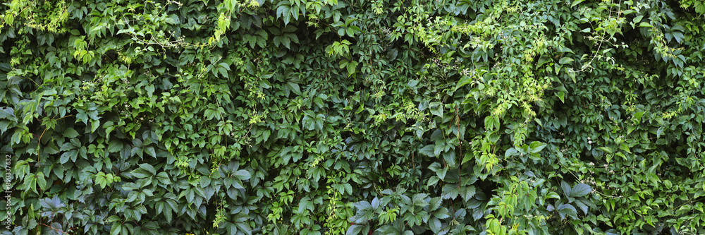 A green vine covered wall with leaves A green vine covered wall with leaves