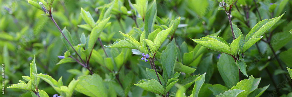 A bunch of green leaves with purple flowers A bunch of green leaves with purple flowers