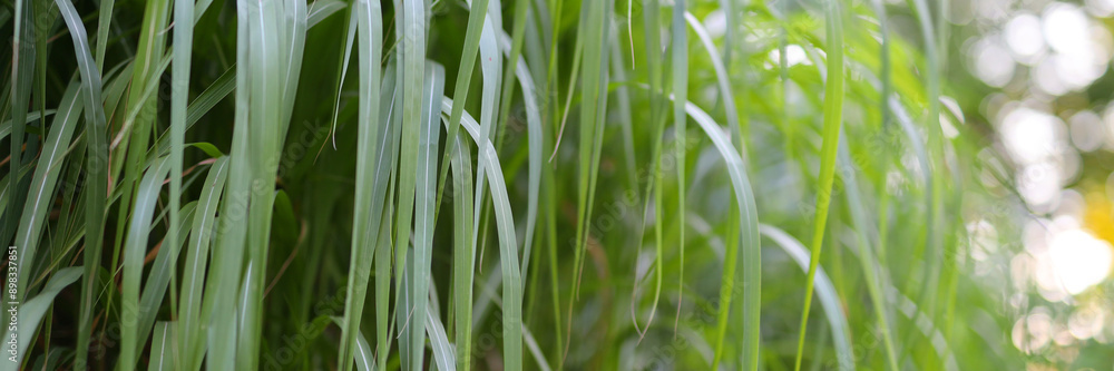 A bunch of green grass with some leaves on it A bunch of green grass with some leaves on it