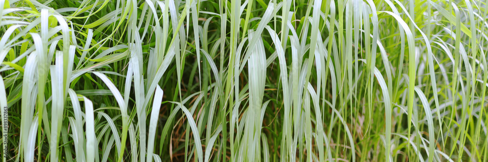 Obraz premium A field of tall grass with a few weeds in it