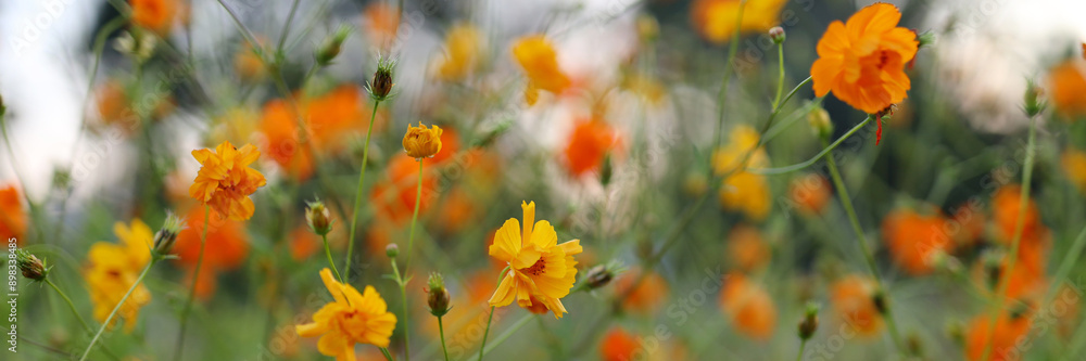 A field of orange flowers with a blue sky in the background. The flowers are in full bloom and the sky is clear A field of orange flowers with a blue sky in the background. The flowers are in full bloom and the sky is clear