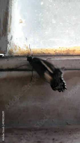 A beautiful hypolimnas bolina butterfly landed next to the window of the house in the morning photo