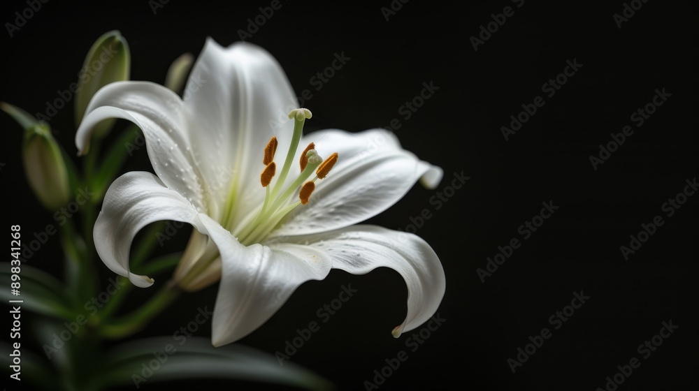 Fototapeta premium A white flower against a black backdrop, focus on petals; blurred center