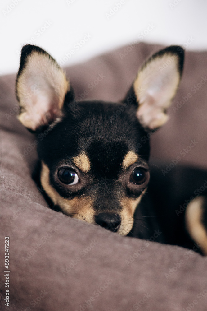 A chihuahua puppy playfully looks at the camera. Pets are little friends A chihuahua puppy playfully looks at the camera. Pets are little friends