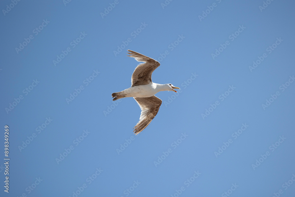 A seagull is gracefully soaring in a clear blue sky with a few scattered clouds on a sunny day, capturing the essence of freedom, peace, and nature in this serene view. A seagull is gracefully soaring in a clear blue sky with a few scattered clouds on a sunny day, capturing the essence of freedom, peace, and nature in this serene view.