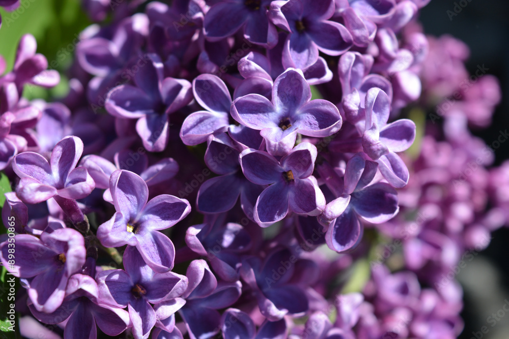 Unusual plants, large bushes, colorful nature in summer. Dark and light purple flowering lilac bushes Syringa, disambiguation, illuminated by bright sunlight. Unusual plants, large bushes, colorful nature in summer. Dark and light purple flowering lilac bushes Syringa, disambiguation, illuminated by bright sunlight.