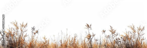 PNG file with savanna grass field row on transparent backgrounds