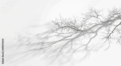 Isolated transparent tree branches with grey shadows from sunlight