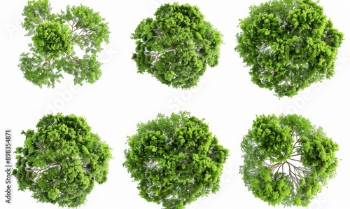 Fototapeta Naklejka Na Ścianę i Meble -  The aerial view of woods with trees that are cut out on transparent backgrounds 3d render png